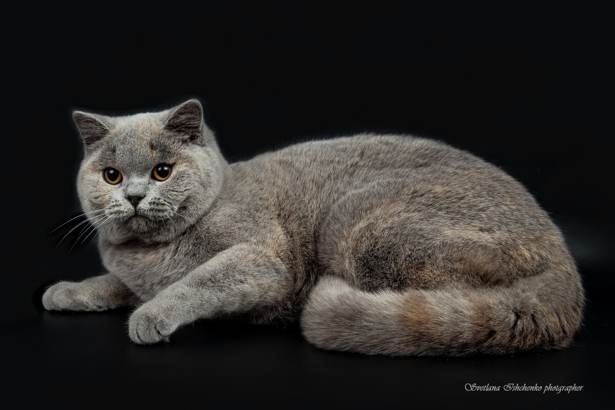Британская короткошерстная кошка - Светлана Ищенко