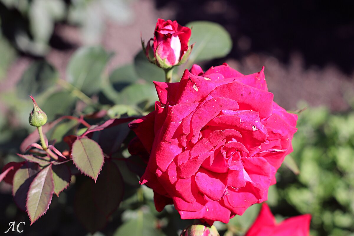 Лучики солнца в пасмурный день (серия) - Любовь Сахарова