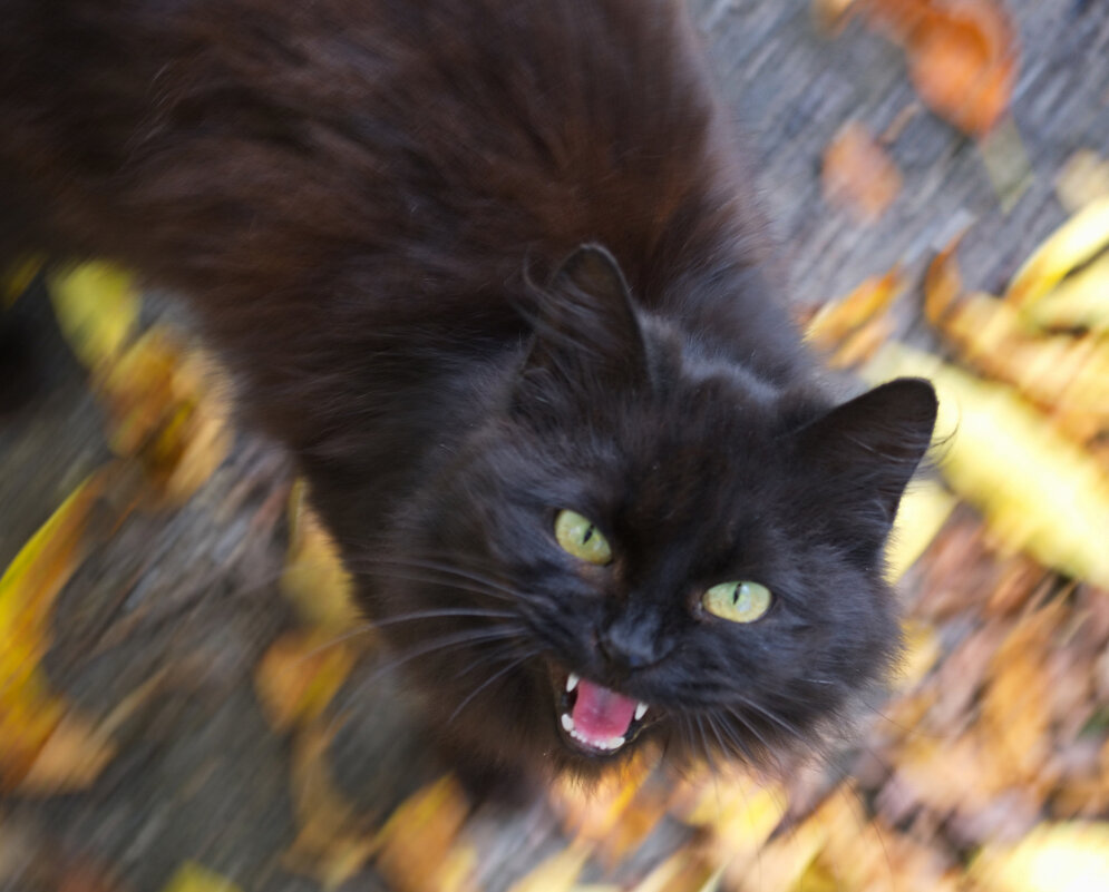 Зверь - Александр Лычагин
