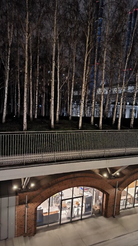 Роща над землей. - Ольга 