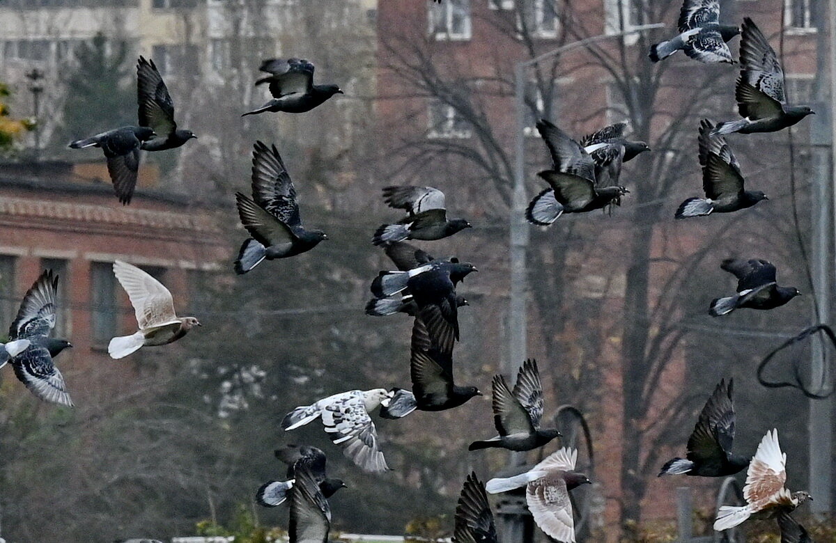 Летите голуби, летите...2 - Николай Саржанов