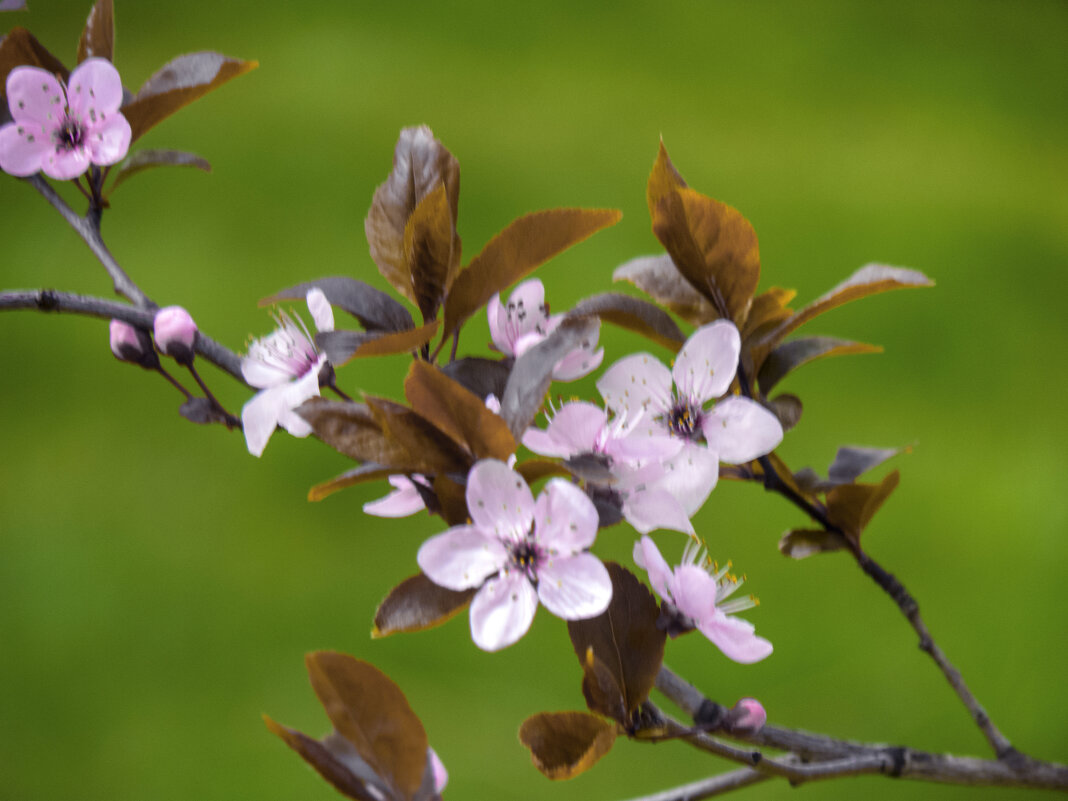 Цветущая  слива писсарди - Валентин Семчишин