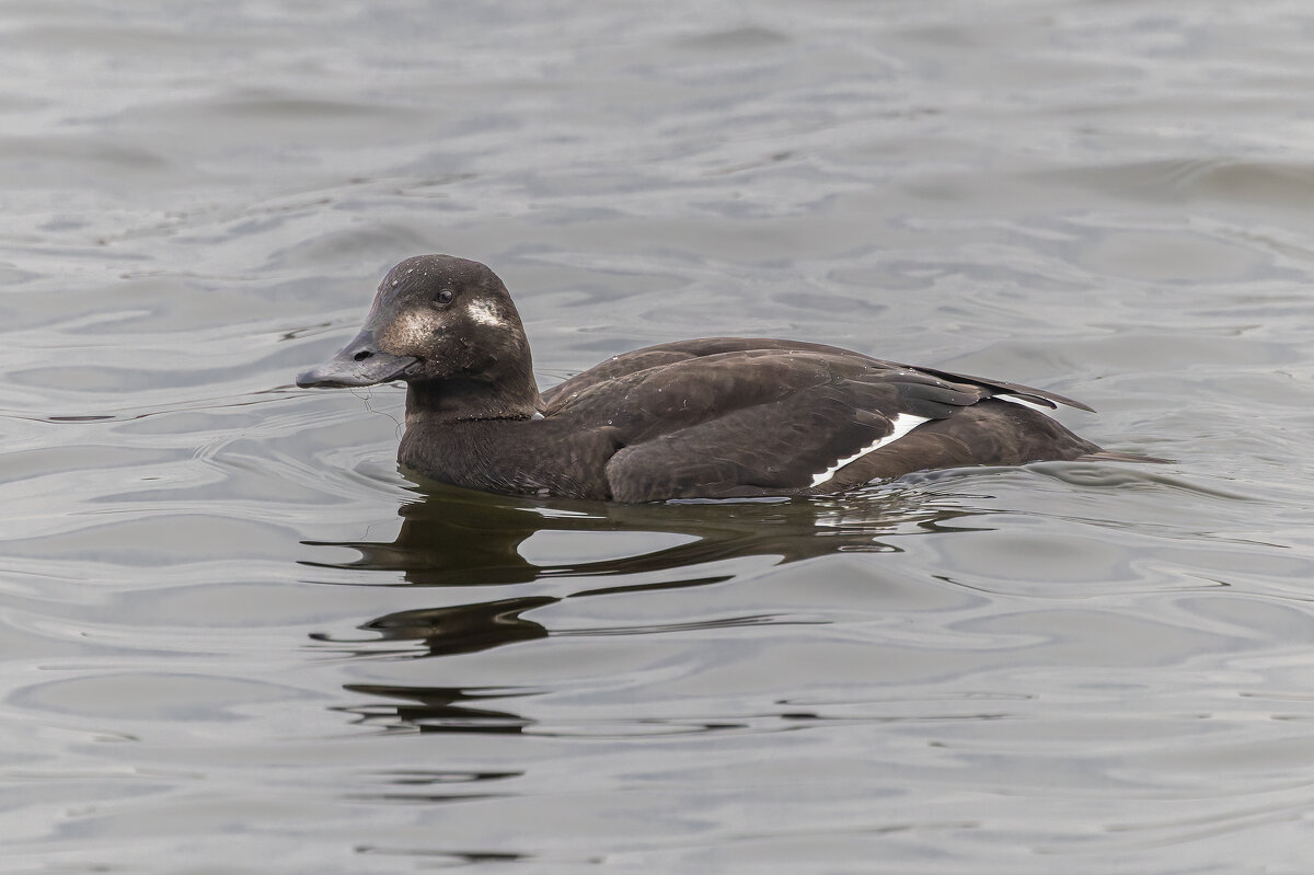 турпан. - юрий макаров