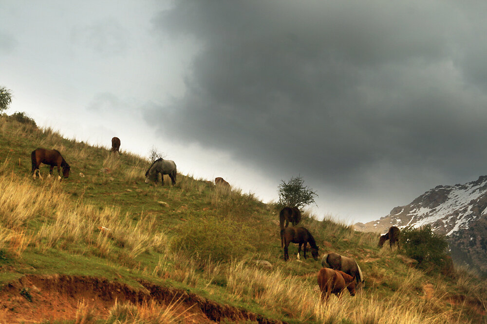 Жизнь в горах - Галина Ильясова