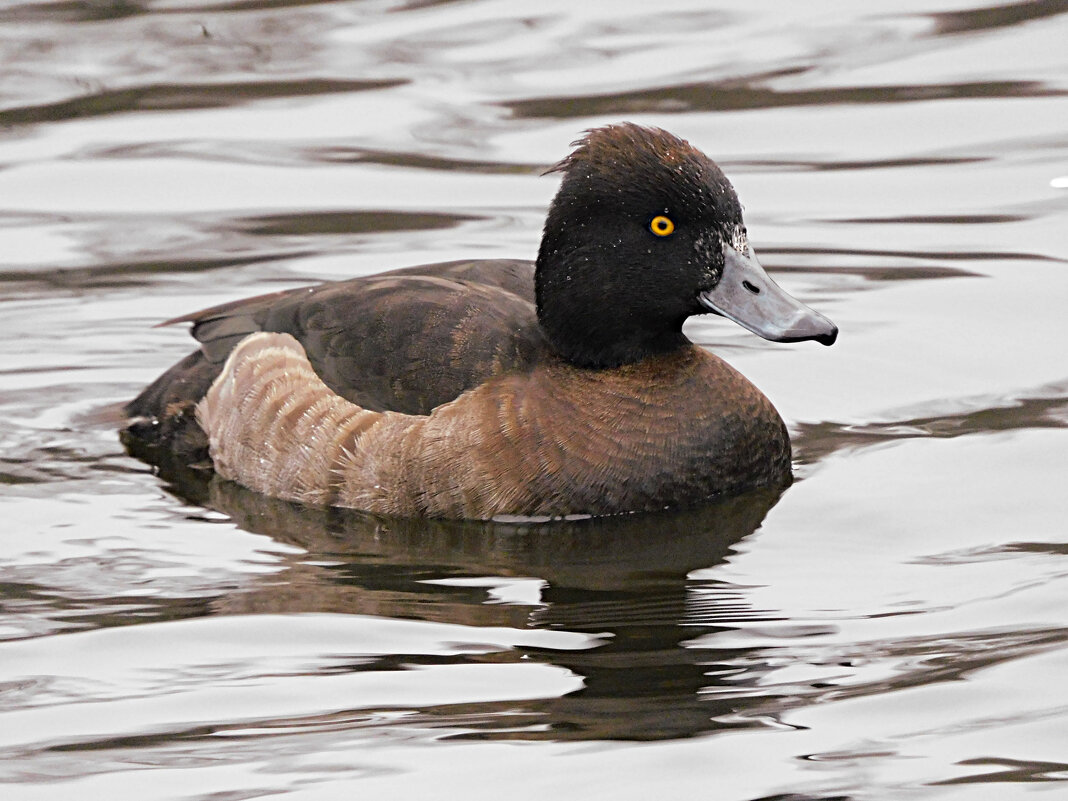 Самка хохлатой чернети - Лина 