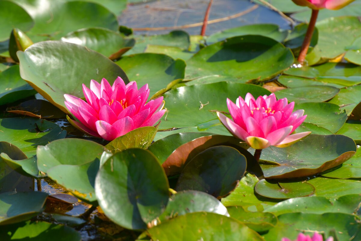 Нимфеи пруда "Бекет" - Константин Анисимов