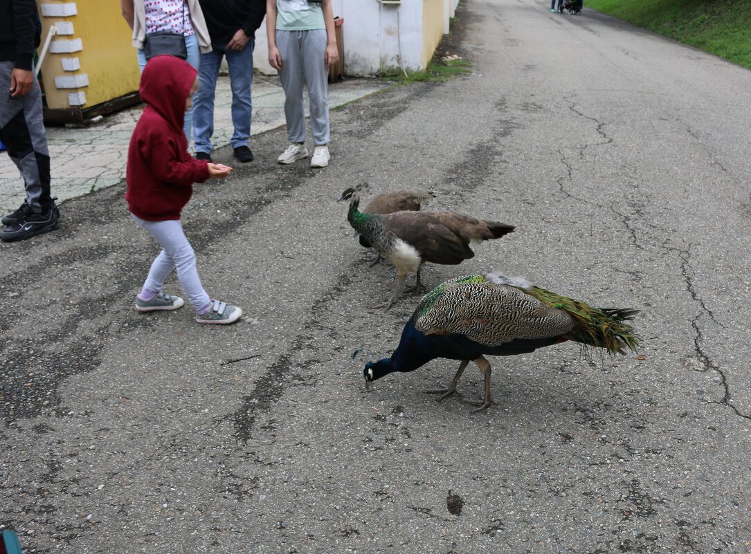 Встречи в дендрарии - Ольга 