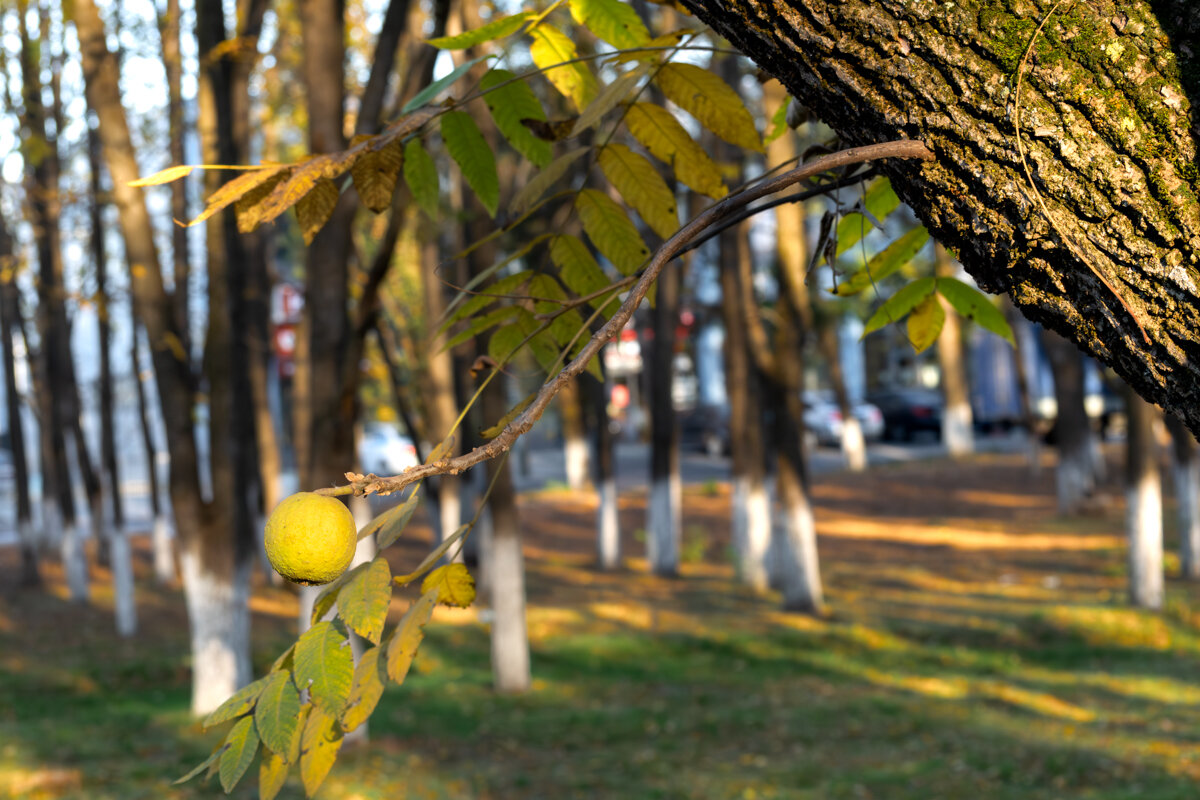 Маклюра оранжевая - Игорь Сикорский