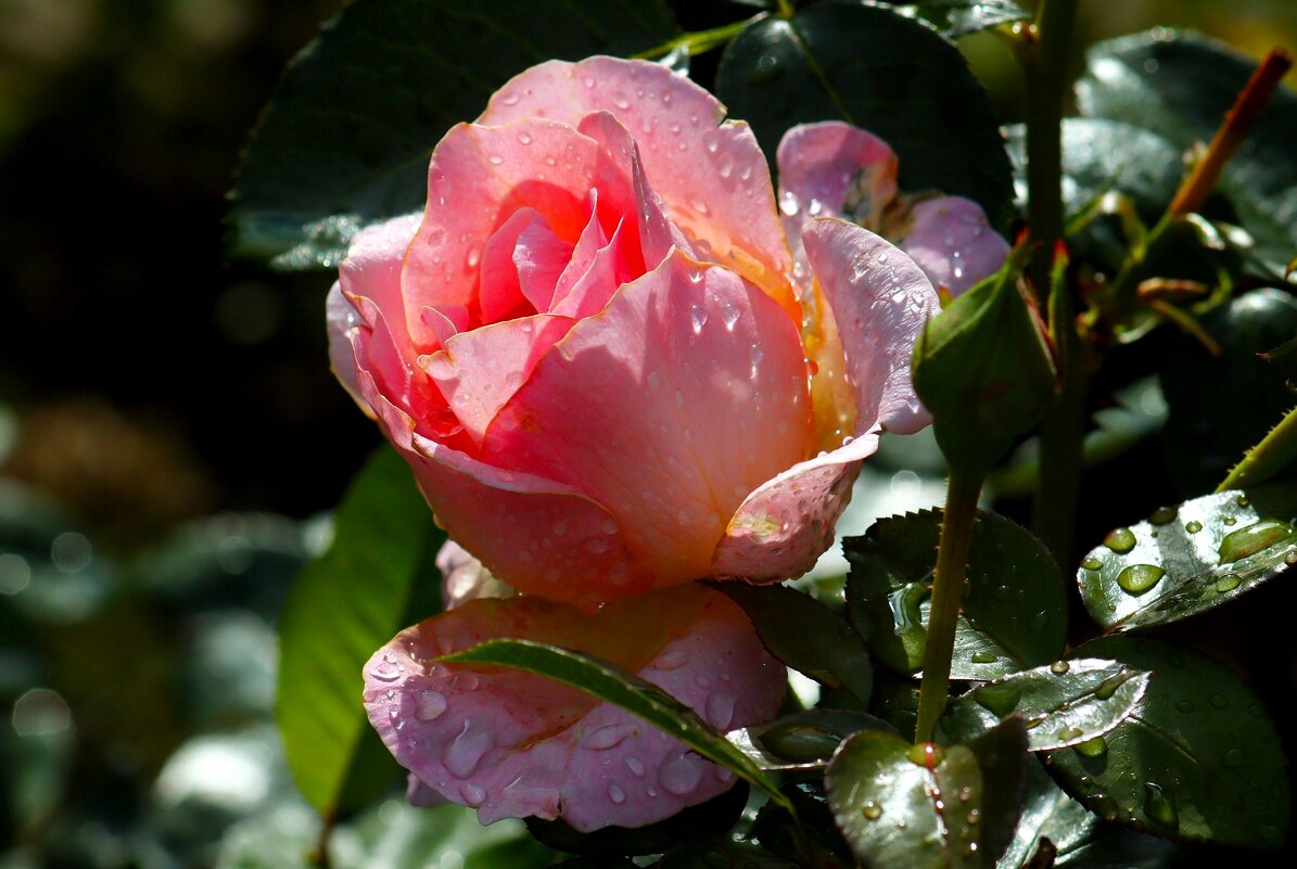 Доброе утро - Юрий. Шмаков