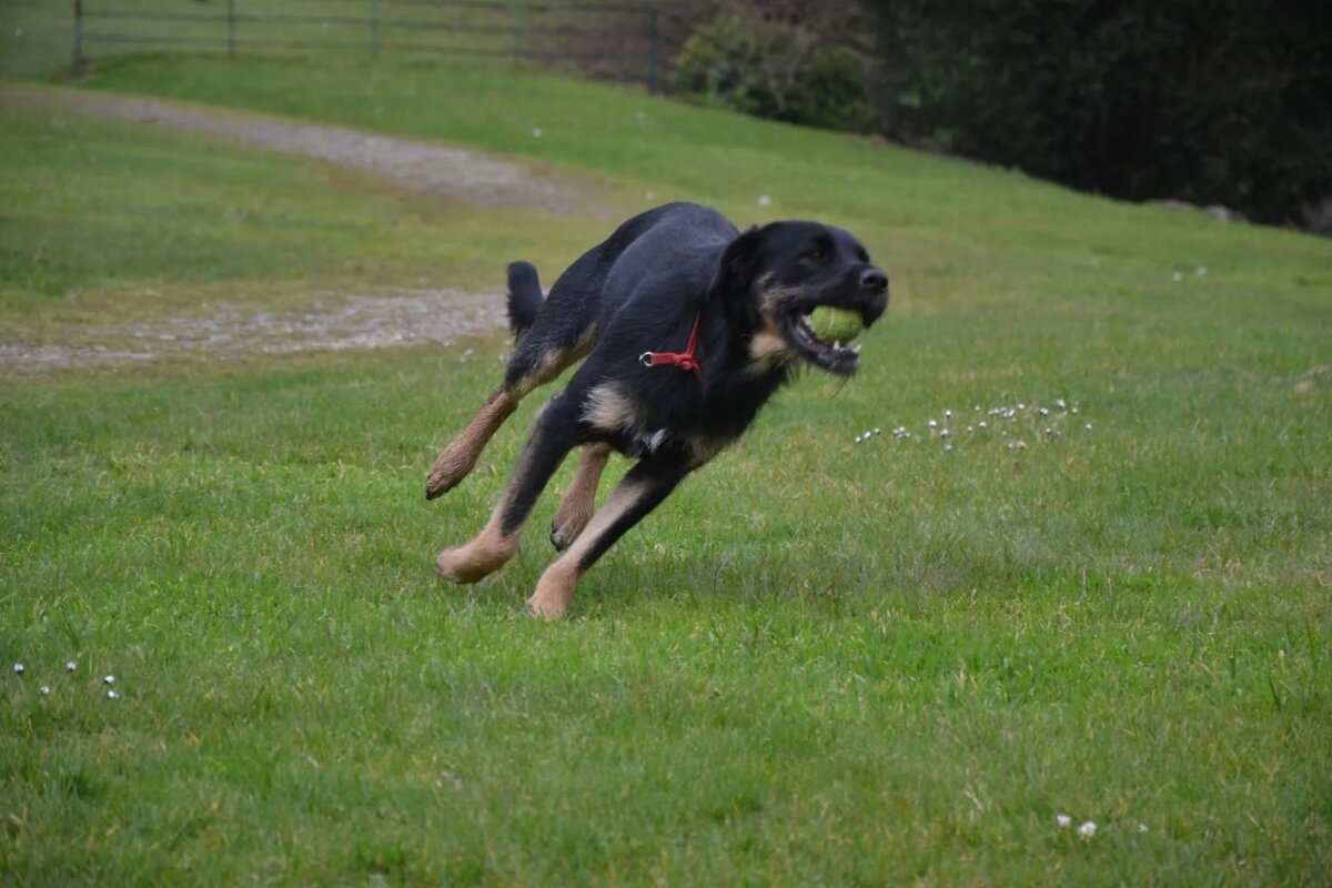 Собачье счастье - Надежда 