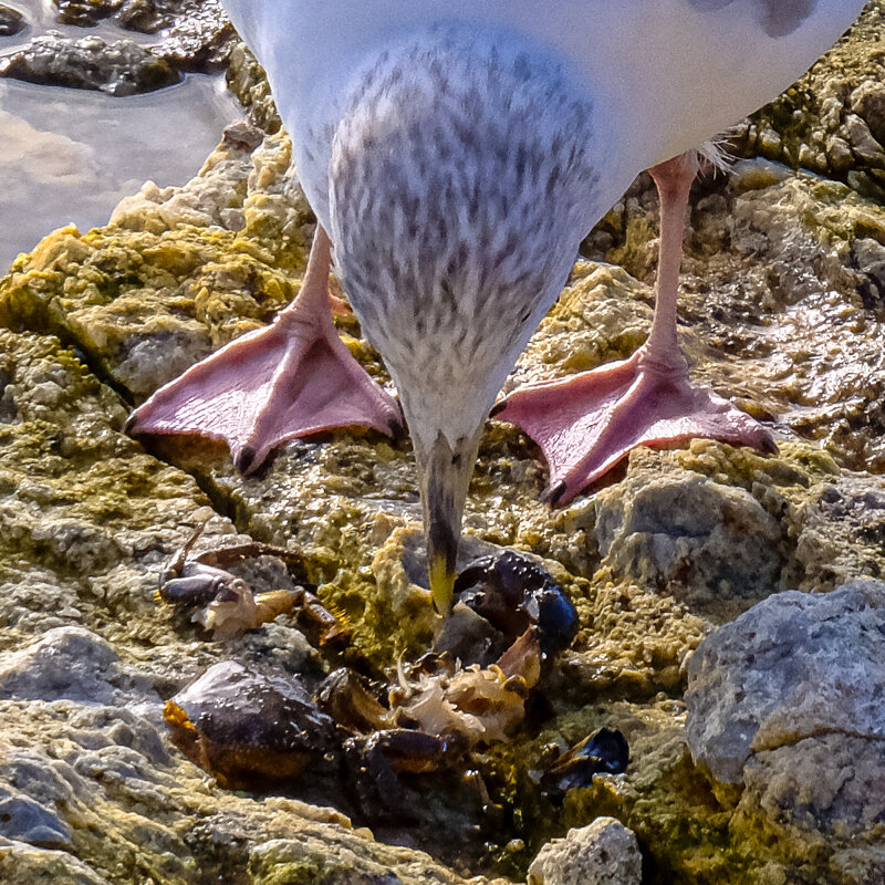 Без вилки и ножа сложнее поесть - Георгий А