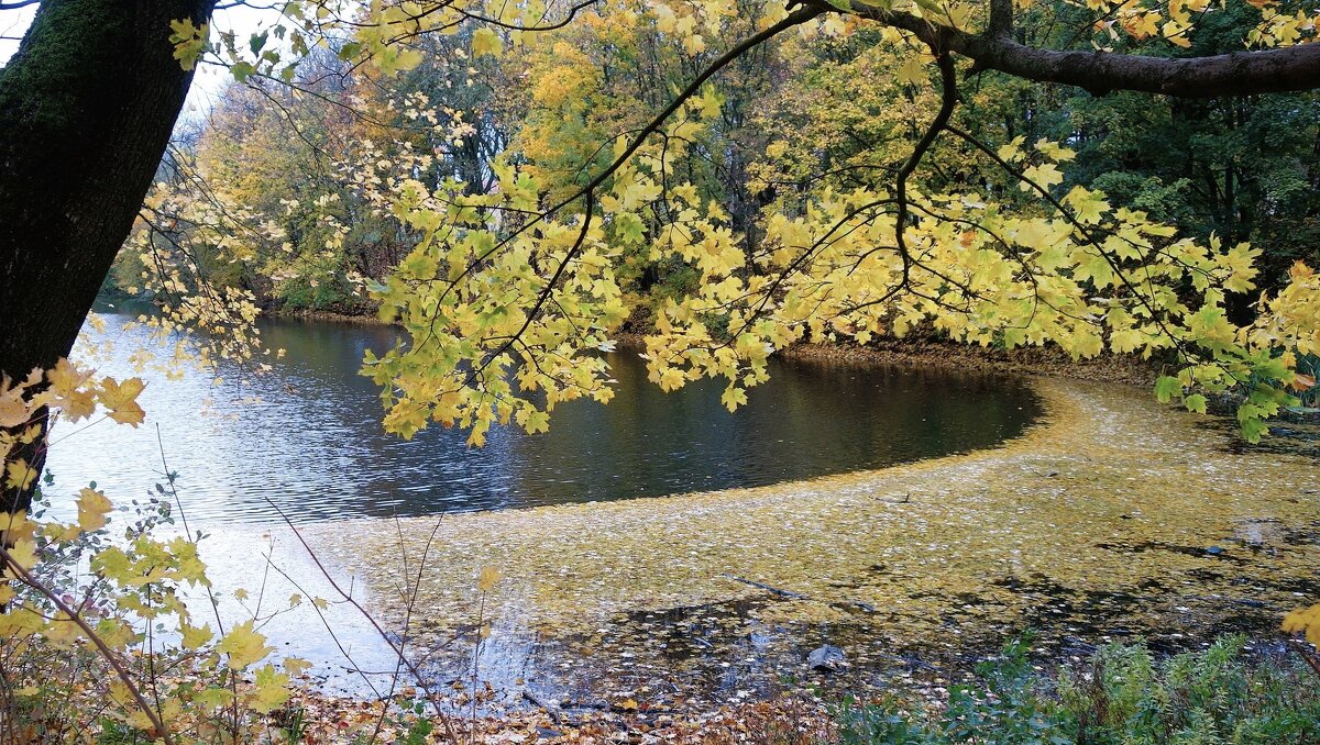 Листопад - Рита Симонова