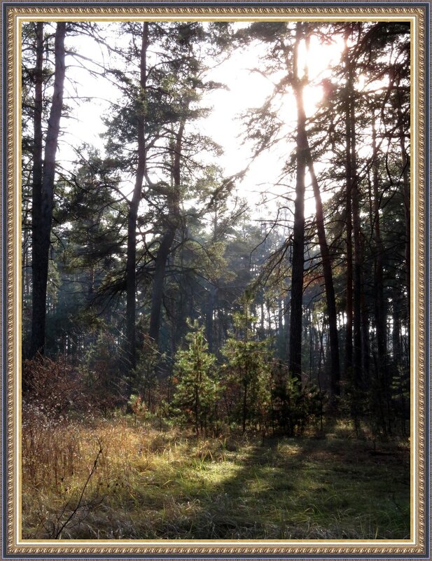 "Утро в лесу" (не Шишкин). - Егор Бабанов "Утро в лесу" (не Шишкин). - Егор Бабанов