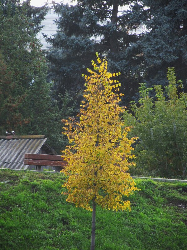 красотка - Елена Шаламова