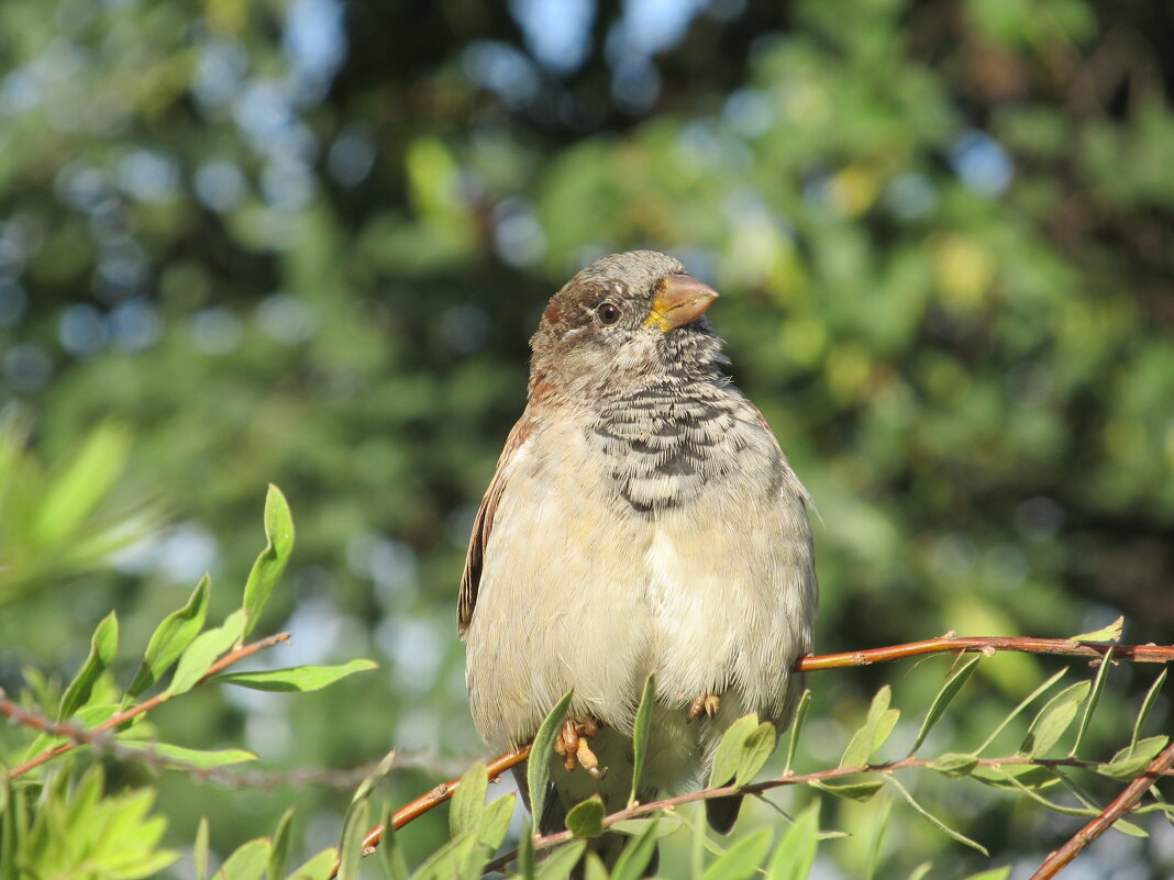 вот я какой ! - Елена Шаламова