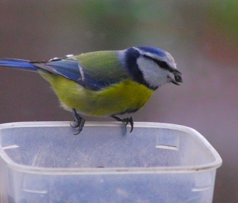 Лазоревка - и та не красит картину... - Юрий Куликов