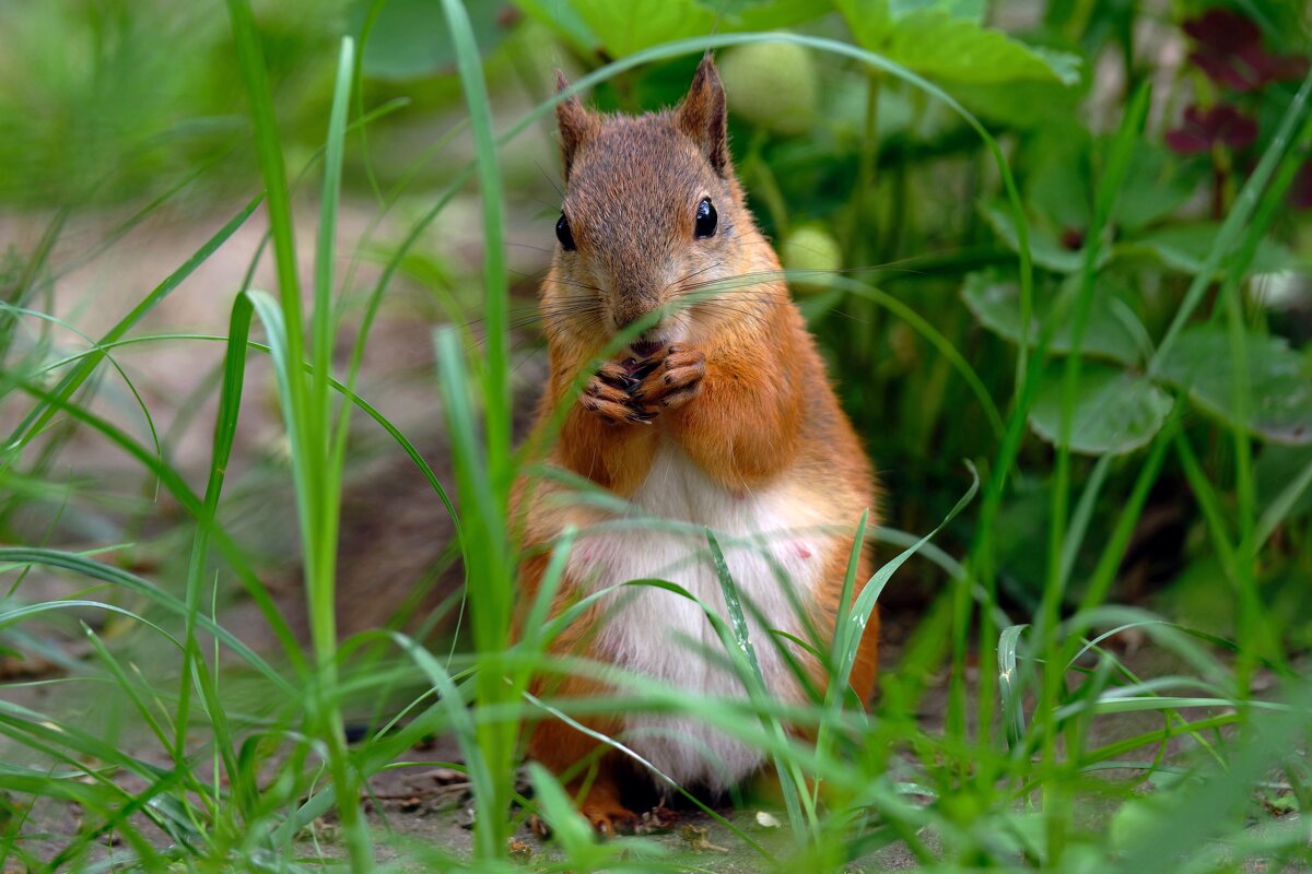 ** - Николай Соколухин ** - Николай Соколухин