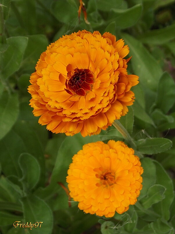 Ноготки - Freddy 97