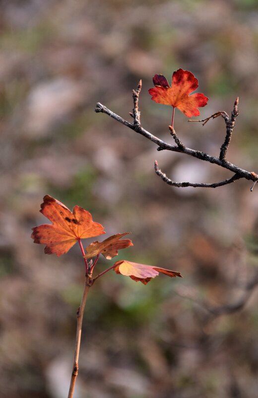 *** - Павленко Михаил 