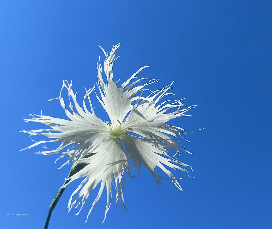 Гвоздика пышная - Юлия Погодина