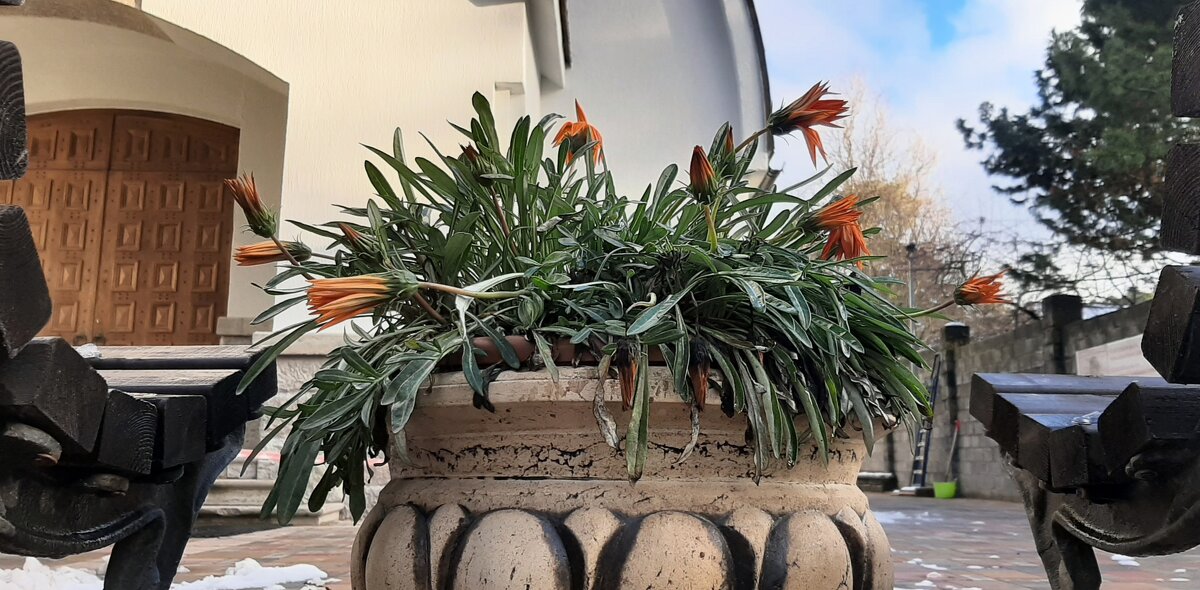 Цветы ноября - Наталья Герасимова