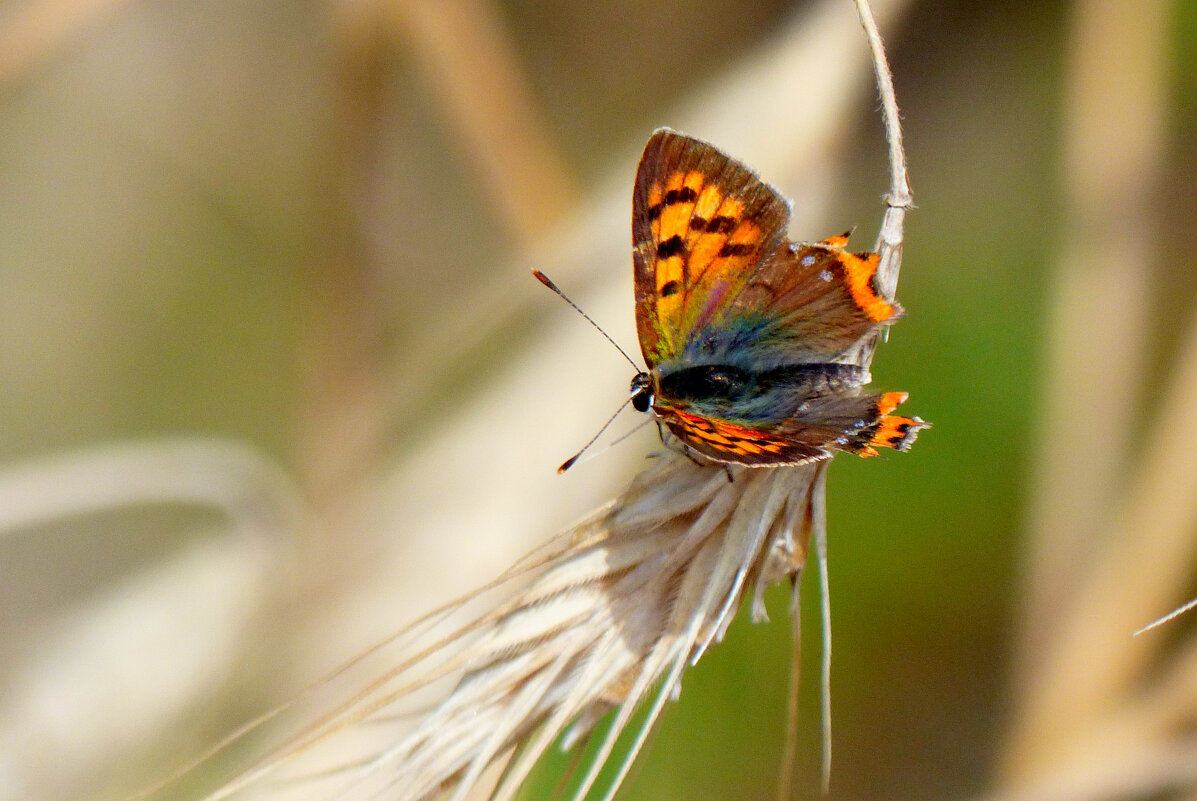 опять про бабочек...113 - Александр Прокудин опять про бабочек...113 - Александр Прокудин