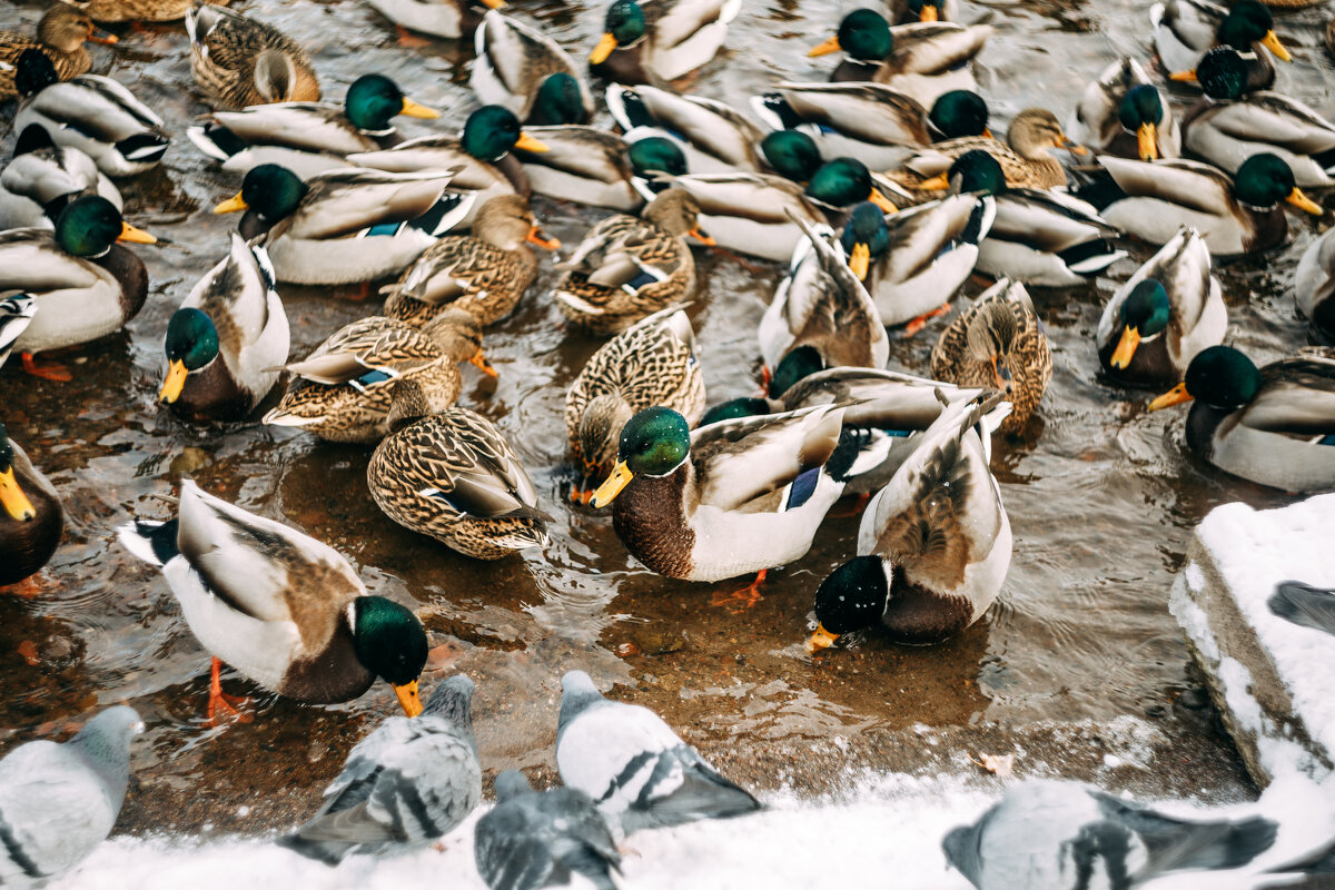 Уточки в Дивногорске - Юлия Ермолаева