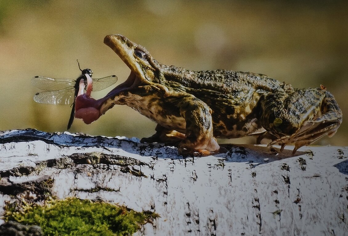 Попрыгунья стрекоза допрыгалась... - Ольга 