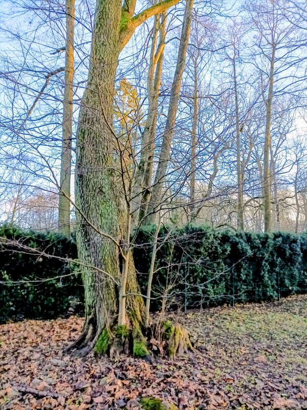 Неотделимое семейство ) - Veera V