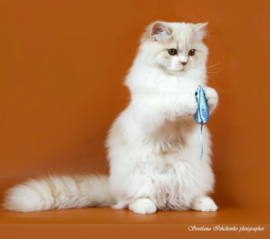 Xайленд-страйт - Светлана Ищенко