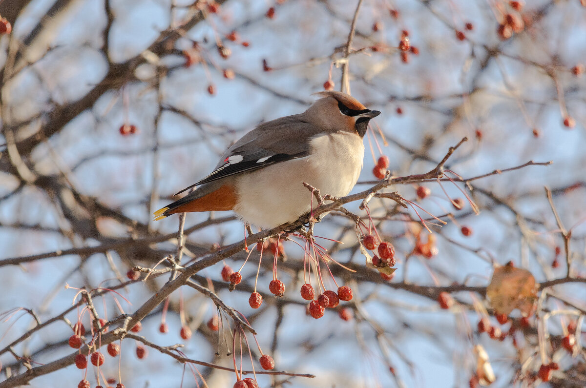 Свиристель - Виктор Иванович Чернюк
