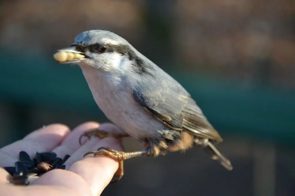 Жадина - Надежда 