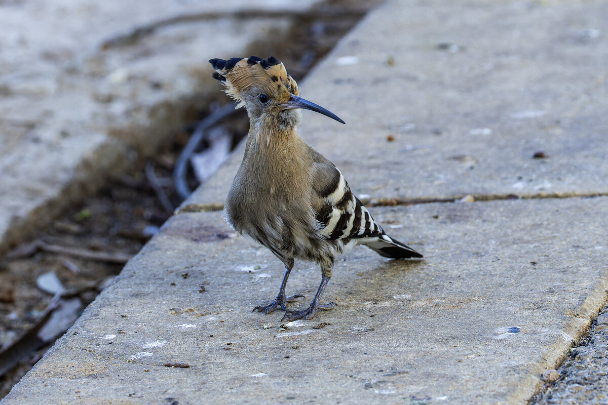 Удод. - Alexander Amromin