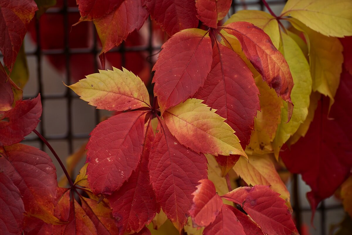 Девичий виноград - Игорь Сикорский