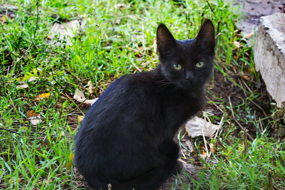 Черный кот - Александр Лычагин