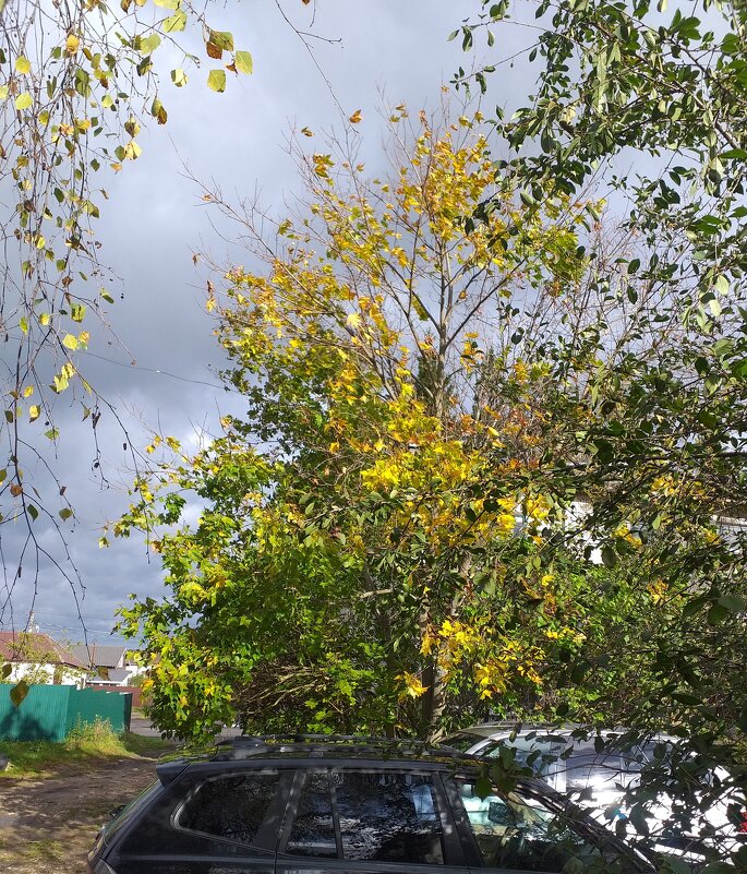 уж небо осенью дышало... - Галина Флора уж небо осенью дышало... - Галина Флора