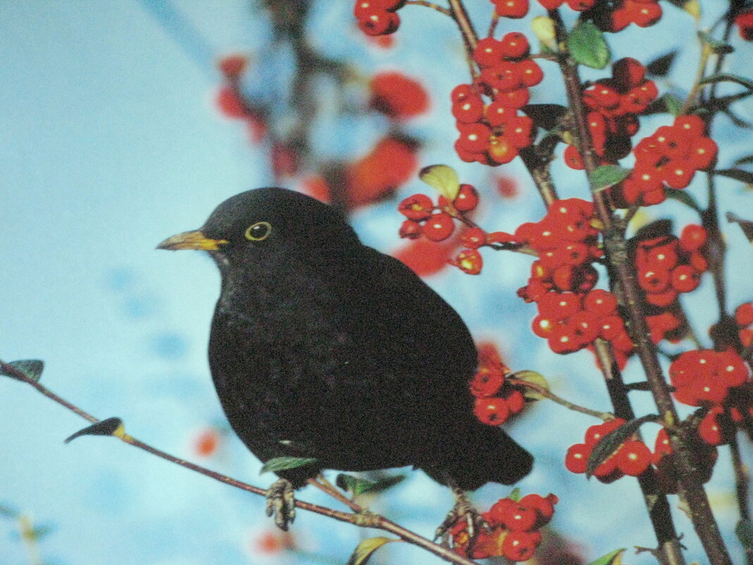 Чёрный дрозд пожаловал - Людмила Смородинская Чёрный дрозд пожаловал - Людмила Смородинская