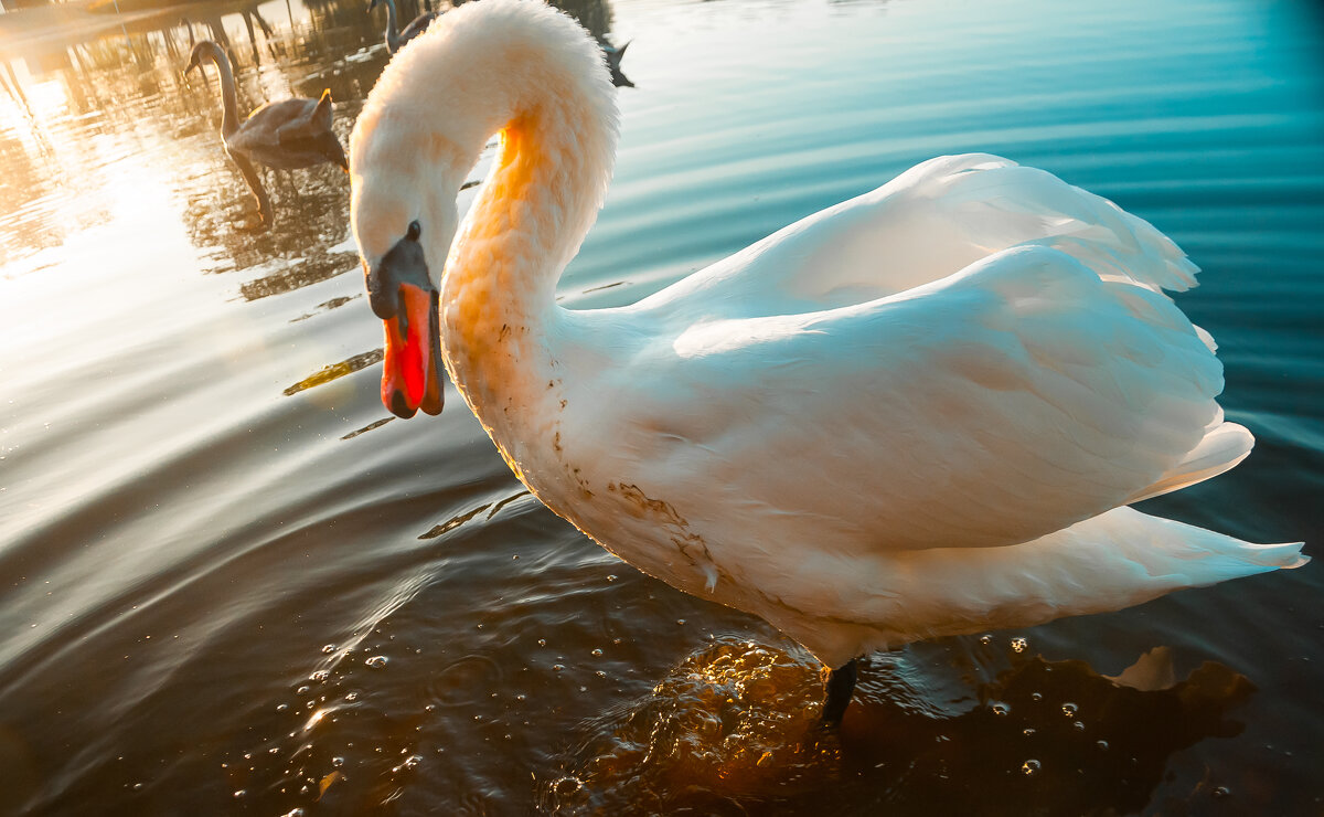 Шипун - Олег Загорулько