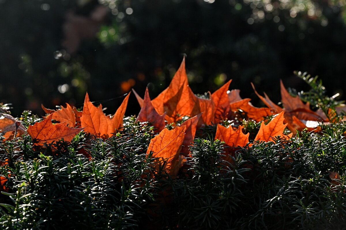 Немного про Осень... - Николай Саржанов
