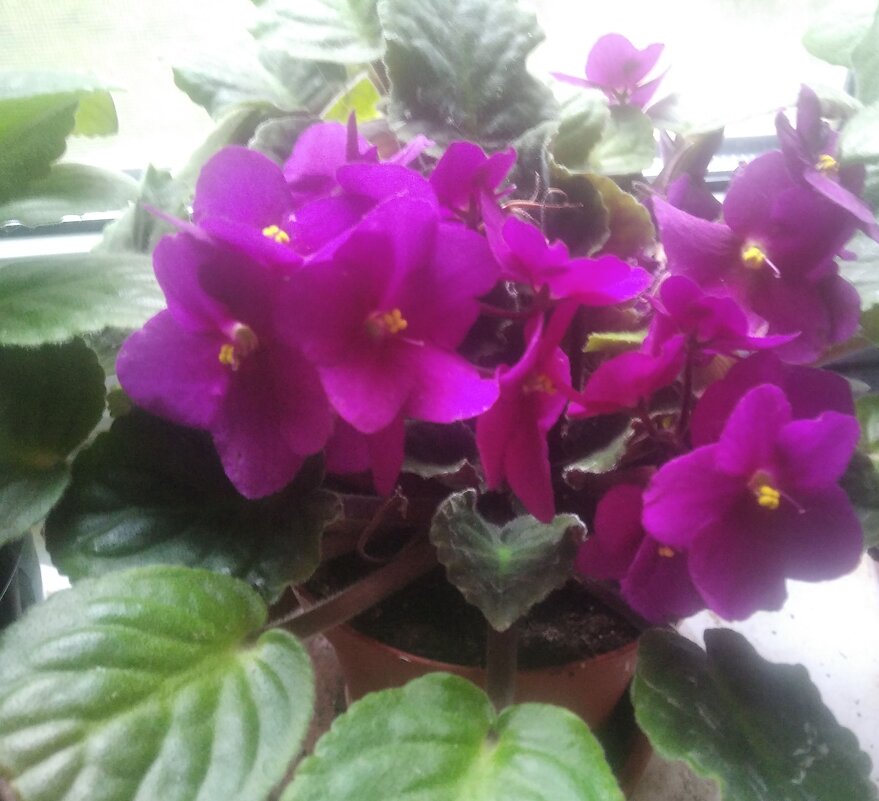 Фиалка - Елена Семигина