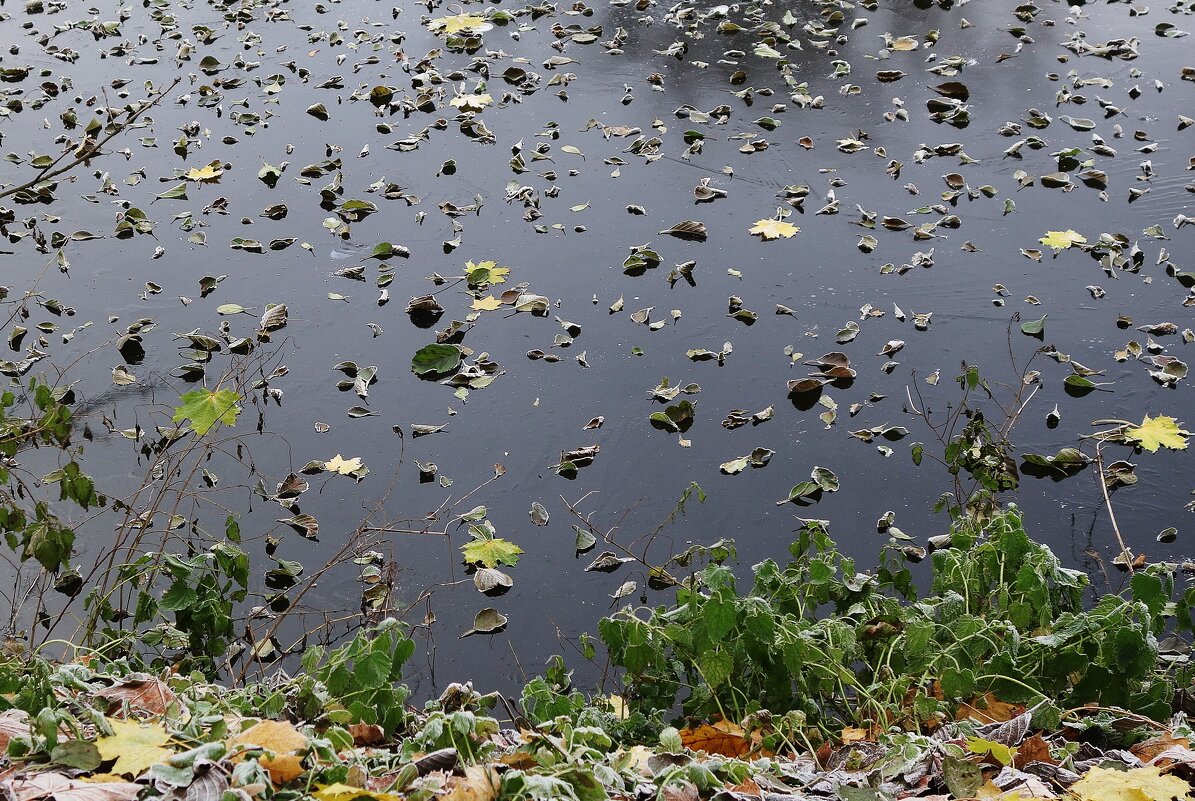 Этюды поздней осени - Рита Симонова