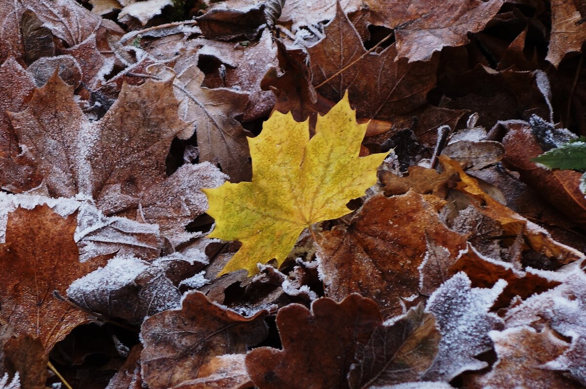 Этюды поздней осени - Рита Симонова