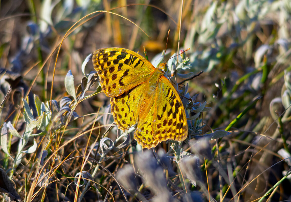 крымская бабочка - Виталий Емельянов крымская бабочка - Виталий Емельянов