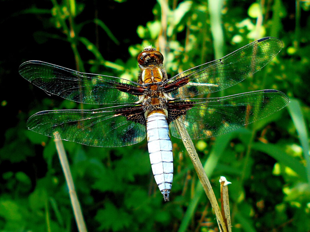 Самец плоской стрекозы - Константин Штарк