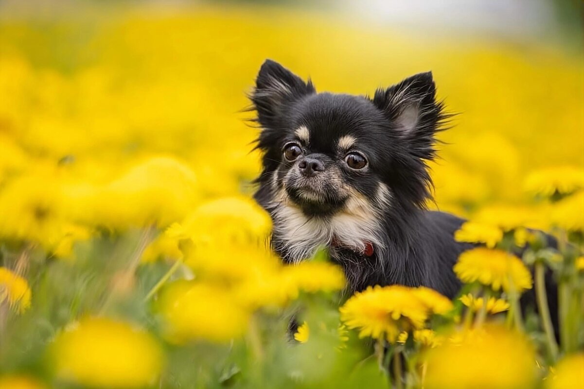 *** - Евгений Васильев