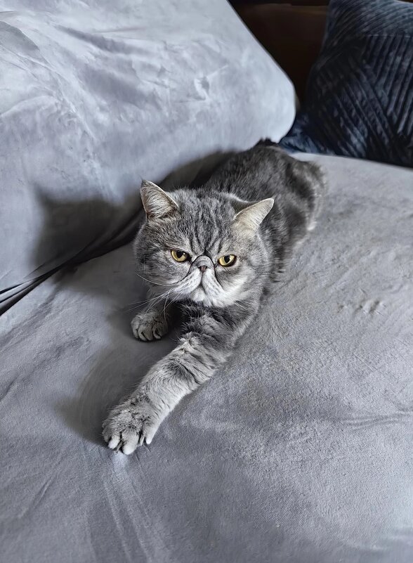 Серый на сером - Евгений Васильев