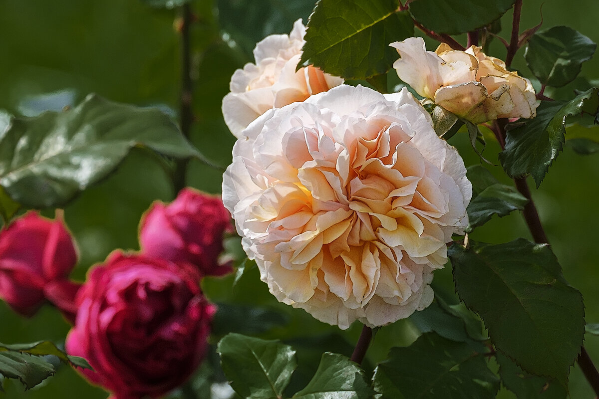 Роза. - Александр 