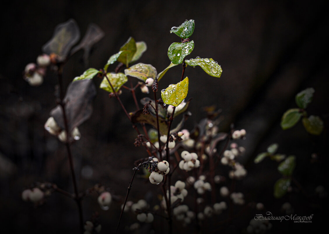 "Когда до зимы всего один день"© - Владимир Макаров