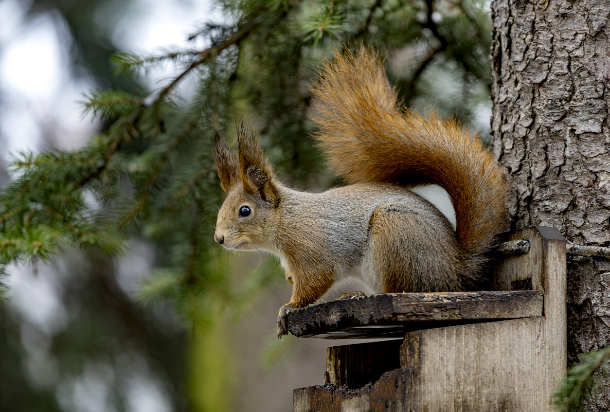 *** - Николай Климович
