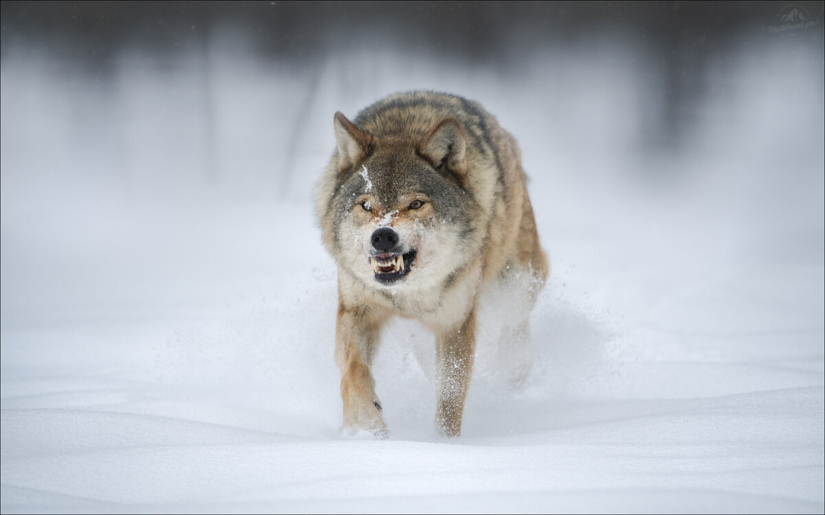 ЗВЕРЬ - Влад Соколовский